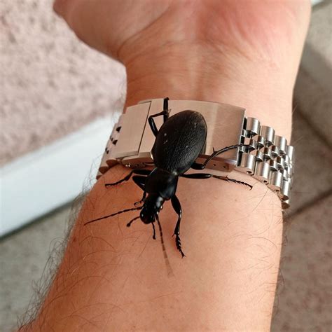 Procerus gigas, the 'slender giant' paid a visit today. Very friendly ...