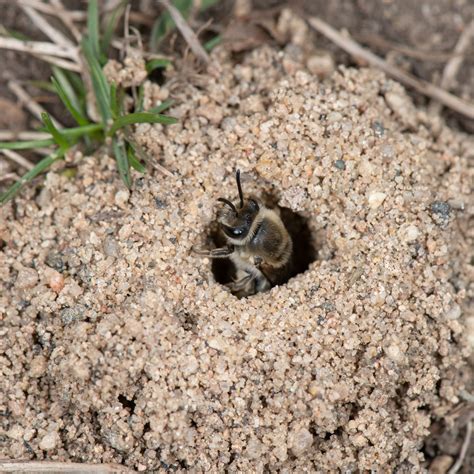 how to remove bees nest in ground