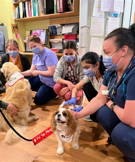 » Paws and Relax: Therapy Dogs for Hospital Staff