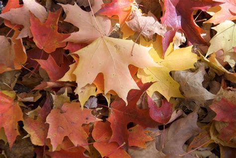 colored leaves  waterfront