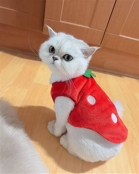 Strawberry Cat Meme Memes - Imgflip