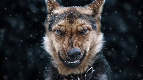 Free photo: Angry dog - Angry, Barking, Dog - Free Download - Jooinn