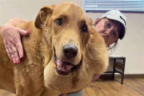 Texas Veterinarians Remove Massive Tumor From Rescue Dog's Head