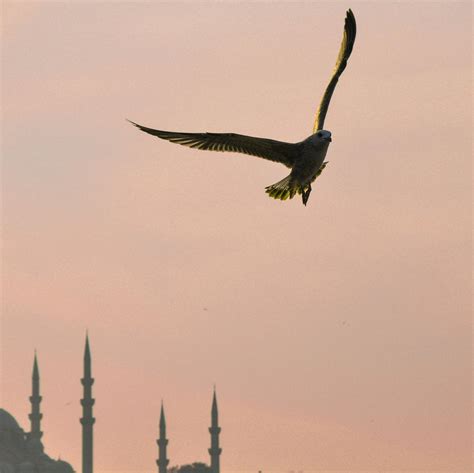 White and Grey Bird Flying during Day Time · Free Stock Photo