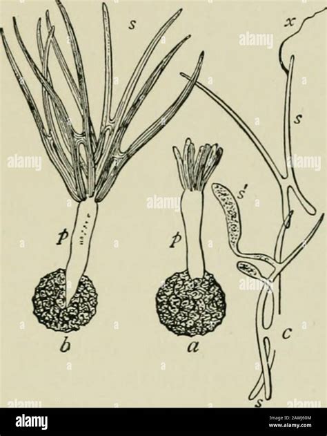 Yeast budding hi-res stock photography and images - Alamy