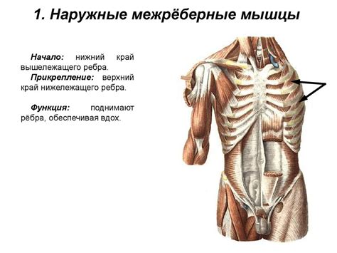 Мышцы туловища, груди и живота - презентация онлайн