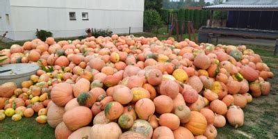 Продавам гигантски тикви без използване на торове и
