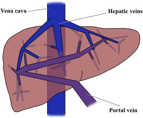 Hepatic Vein Vs Portal Vein