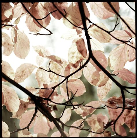 Dogwood Leaves Photograph by Laura A. Watt - Fine Art America