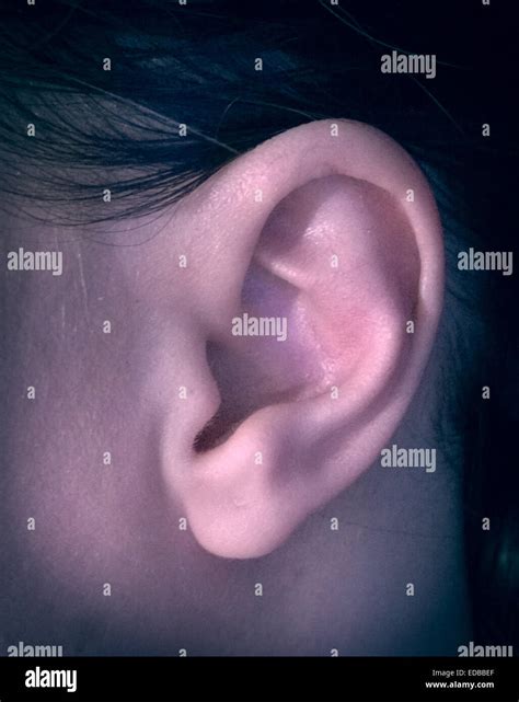 human ear closeup stock photo alamy