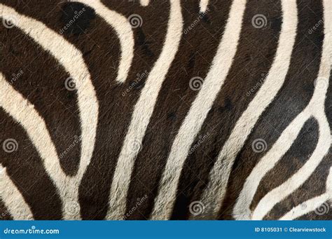 zebra stripes stock image image  stripes black stripey