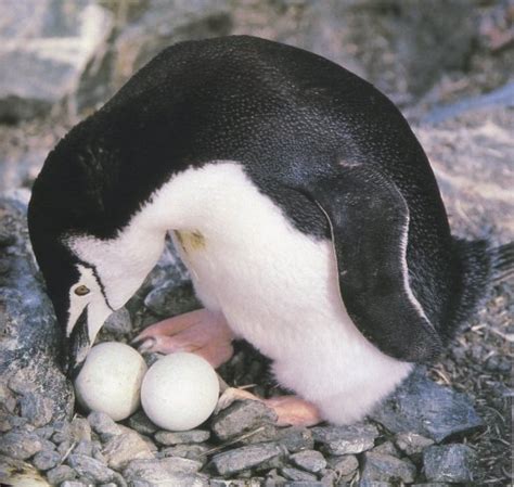 Chinstrap Penguin - Facts, Habitat, Diet, Predators, Pictures