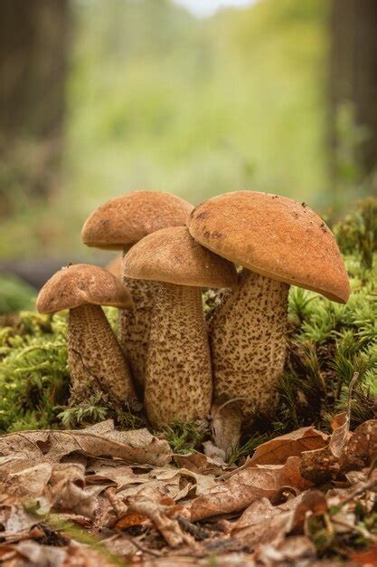 premium photo  edible mushroom speciesred capped