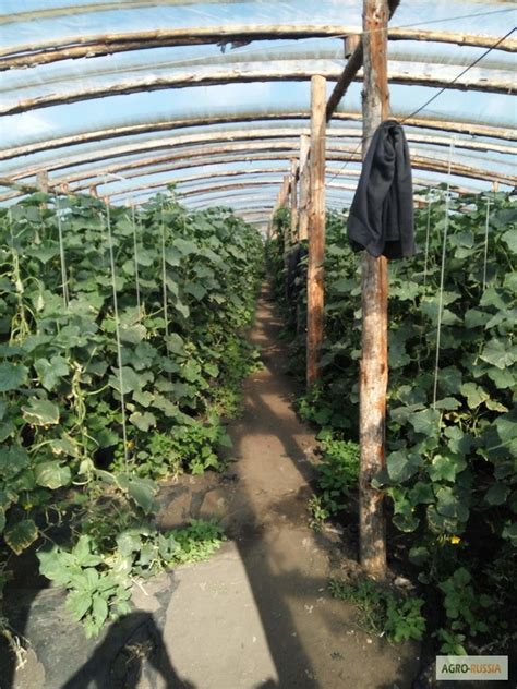 Продам огурцы "Кураж", купить огурцы "Кураж", Челябинская обл — Agro-Russia