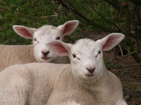Lambs 3 Free Stock Photo | FreeImages