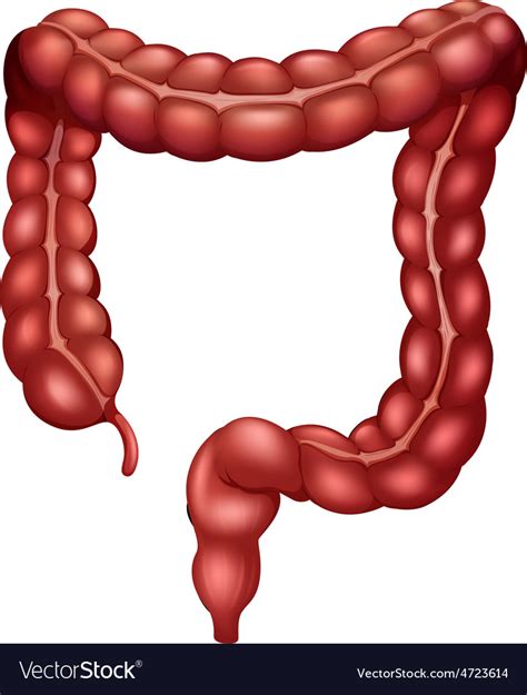 Large Intestine