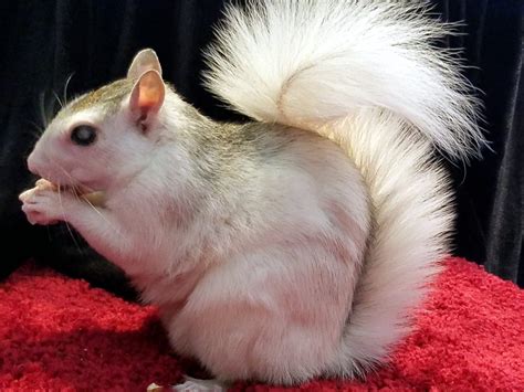 adopt  white squirrel  support  white squirrel institute