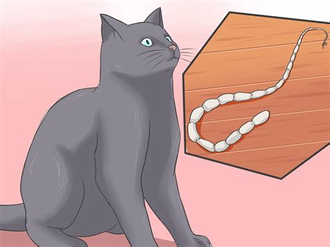 Can Cats Get Tapeworm at Keith Maxey blog