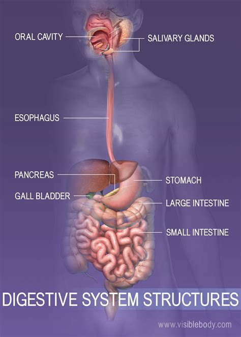 10 Facts About the Digestive System