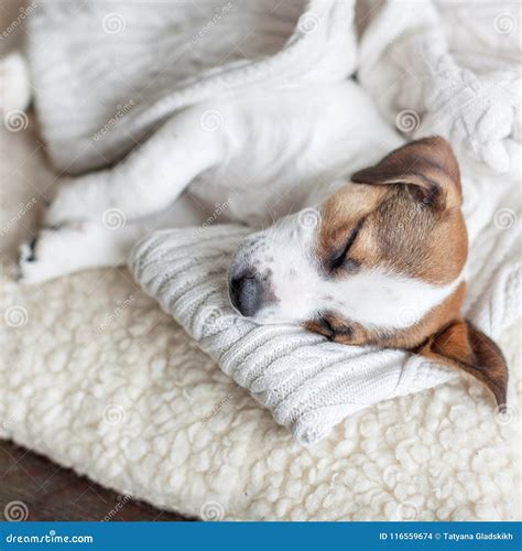 Sleeping puppy on dog bed stock photo. Image of adorable - 116559674