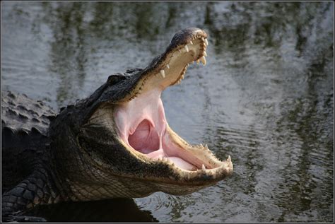 Alligator d'Amérique : Description et comportement - Instinct Animal