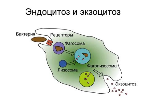 Цитология. Строение биомембраны - online presentation