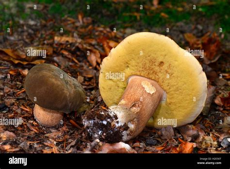Summer Bolete, Summer Cep (Boletus aestivalis). Young and picked fruit ...