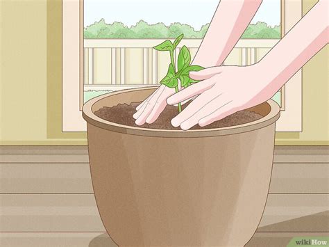 how to care for jasmine in a pot