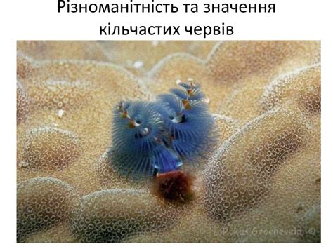 Різноманітність та значення кільчастих червів - презентация онлайн