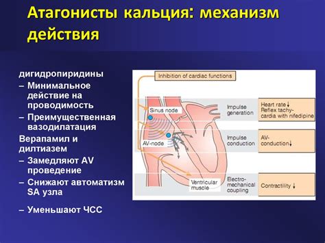 Антагонисты кальция - презентация онлайн