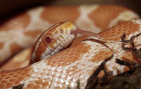 Majsslange Pantherophis Guttatus - Gratis foto på Pixabay - Pixabay