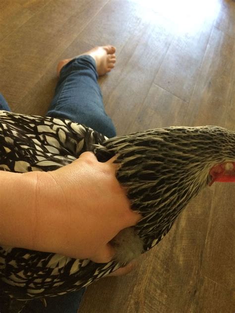 huge black scab  large lump backyard chickens learn   raise