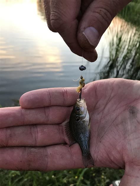 Very micro! Green sunfish. : r/MicroFishing