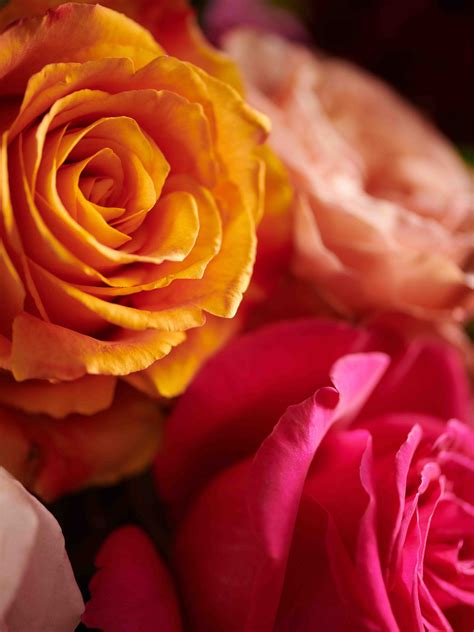 Traditional sentiment — fleurs