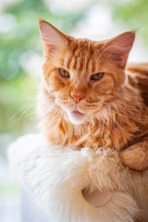 Maine Coon Cat