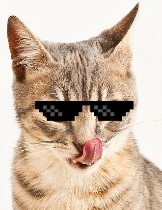 Plik:CoolCat.jpg – Nonsensopedia, polska encyklopedia humoru