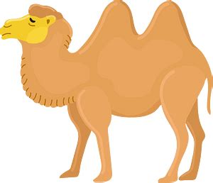 Bactrian camel - Free vector clipart images on creazilla.com
