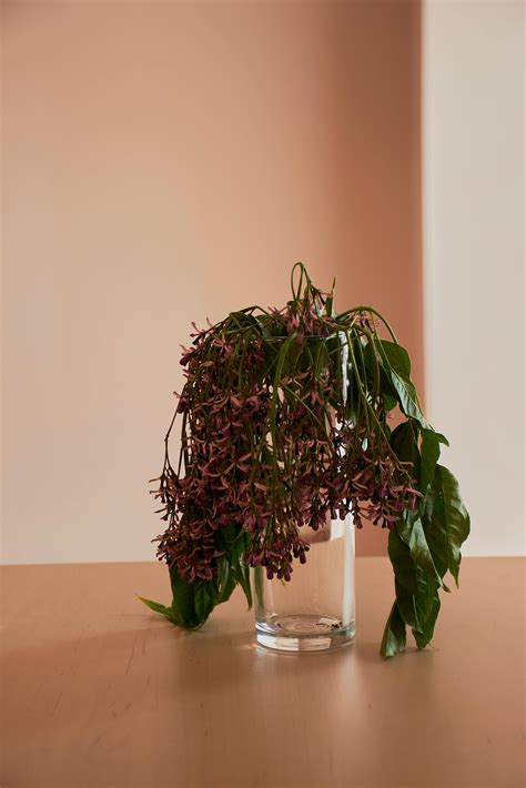 Wilt Photos, Download The BEST Free Wilt Stock Photos & HD Images