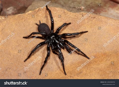 38 Atrax robustus Images, Stock Photos & Vectors | Shutterstock