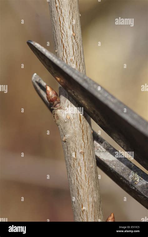 Sweet cherry tree, pruning Stock Photo - Alamy