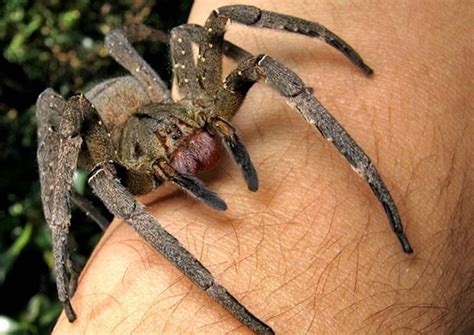 Brazilian Wandering Spider (Phoneutria): Bite, Attacks And Other Facts ...