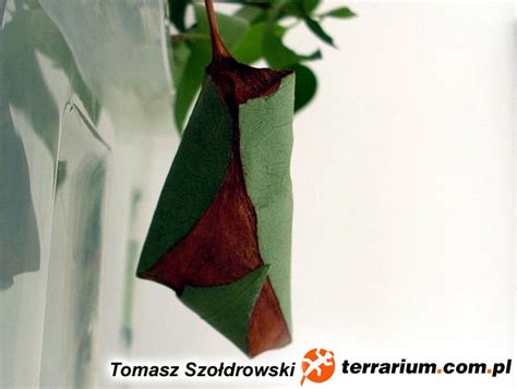 Attacus atlas – pawica atlas – Terrarium