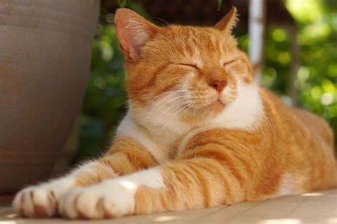 Download Fluffy Yellow Cat Picture Wallpaper | Wallpapers.com