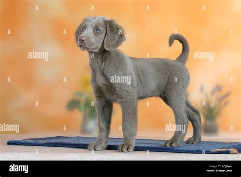 Top 163 + Long haired weimaraner for sale - polarrunningexpeditions