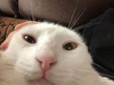 Dumb Cats, Stupid Cat, Happy Images, Cute Images, Cute Little Kittens ...
