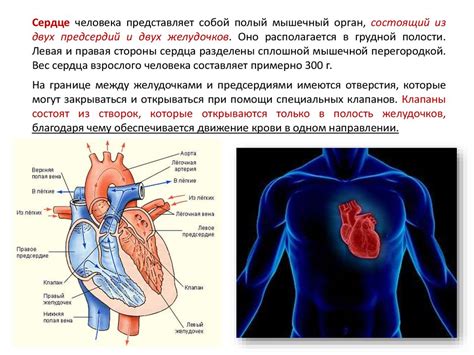 Кровеносная система человека - презентация онлайн