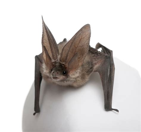Premium Photo | Grey long-eared bat, plecotus astriacus, on a white ...