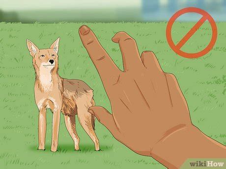 how to deter coyotes while walking dog