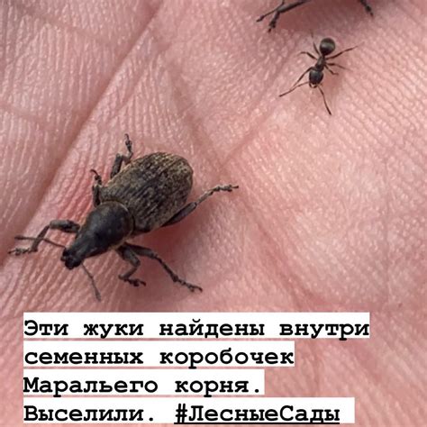 Жучки | Мегаполис и деревня