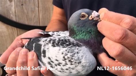 NL12 1656046 - YouTube